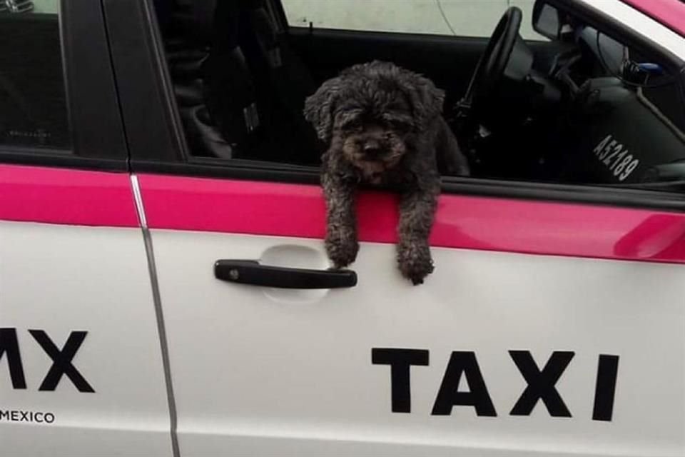 Luis López utiliza su taxi desde hace 8 años para transportar perros rescatados.