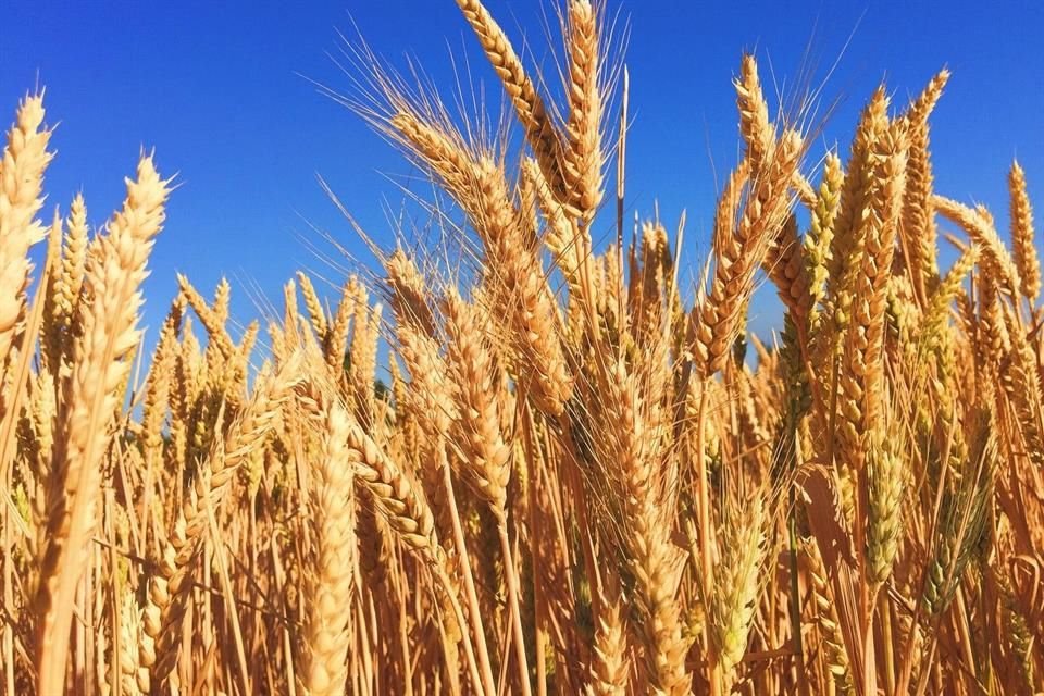 A través de la iniciativa se han intervenido 5 mil hectáreas de trigo, con apoyo de 114 agricultores del norte del País.