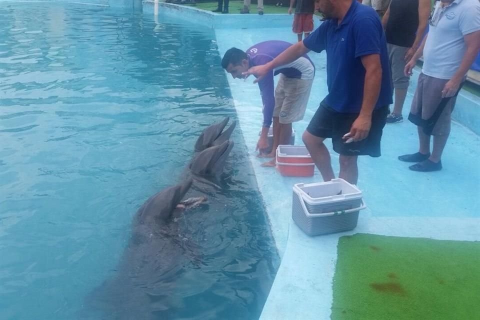 The law prohibits the opening of new dolphinariums and the creation of sanctuaries.