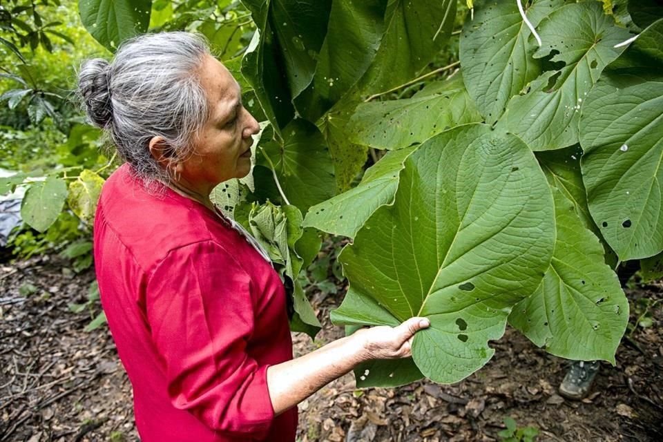 Desde niña, Doña Carmen aprendió el respeto hacia los ciclos de la naturaleza y el aprovechamiento de los ingredientes locales.