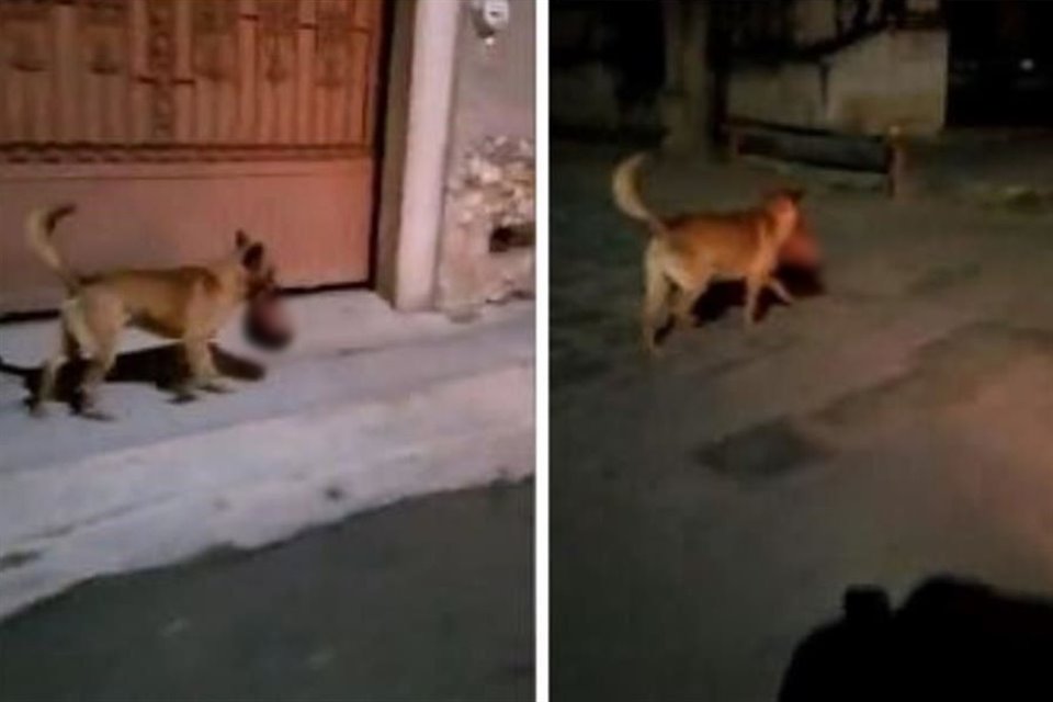 Un perro fue captado paseando en calles del centro de Monte Escobedo, en Zacatecas, con una cabeza humana en su hocico.