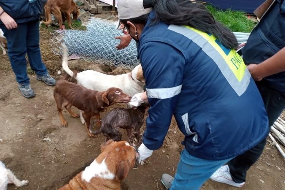 En atención a un reporte ciudadano de maltrato animal, la PAOT acudió a un predio donde localizaron a 100 perros en mal estado, en Topilejo.