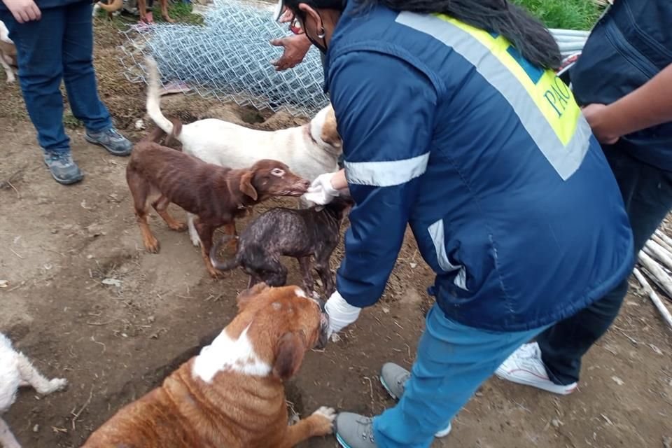 'Recogía perros en situación de calle, los alojaba en un predio, identificamos 108 ejemplares', indicó la titular de la PAOT, Mariana Boy.