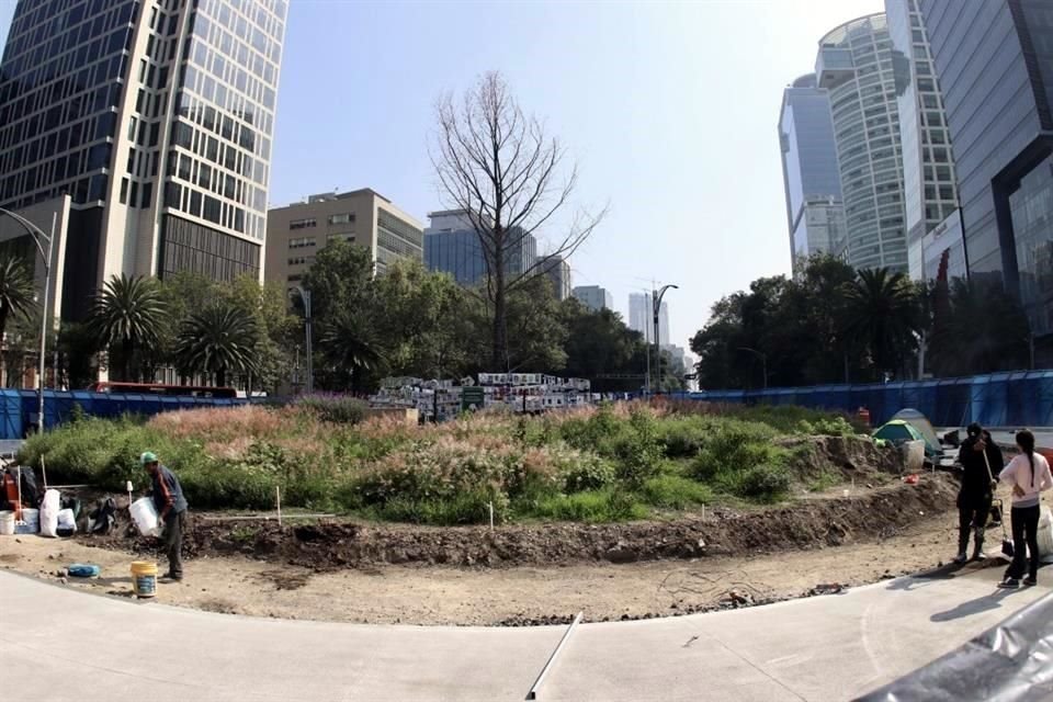 La Secretaría del Medio Ambiente informó que el ahuehuete de Paseo de la Reforma permanecerá sin hojas hasta que llegue la primavera.