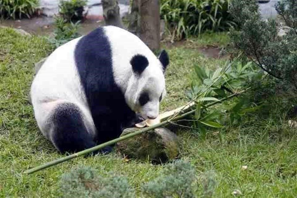 'Xin-Xin', la única panda de México y América Latina, come alrededor de 12 kilos de bambú al día.