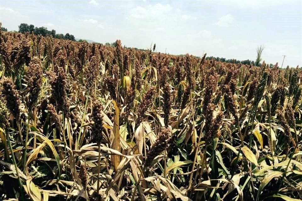 En el Bajío, se micro de la siembra del sorgo al maíz porque incluso con agroquímicos se batalla para controlar el pulgón.