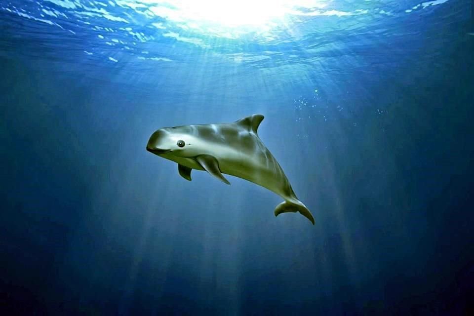 Nuevas reglas de pesca en Golfo de California, implementadas por México, son sentencia para extinción de vaquita marina, alertan expertos.