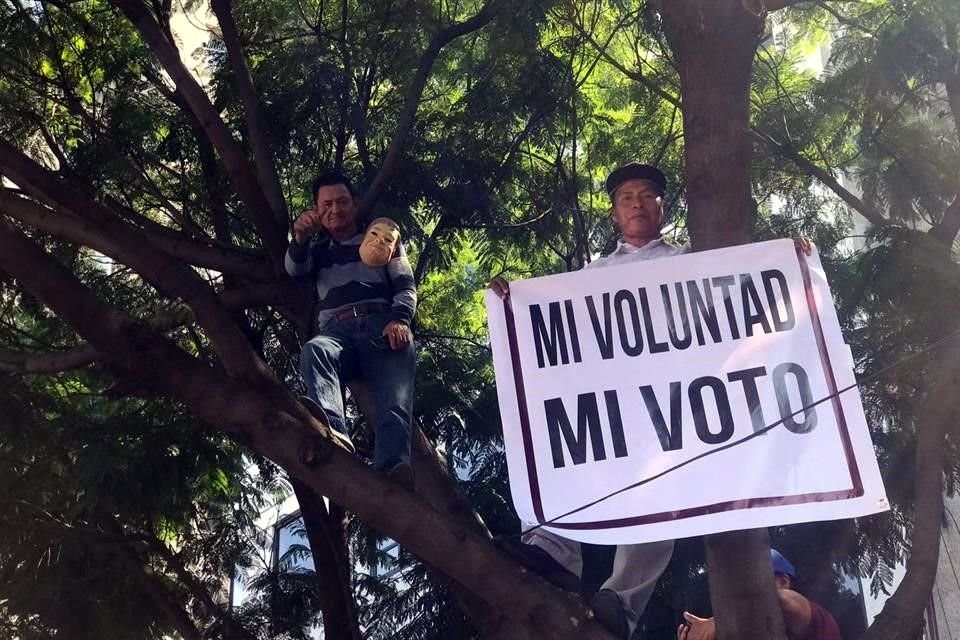 Arriba de rboles de Paseo de la Reforma, asistentes refrendaron su apoyo a Lpez Obrador.