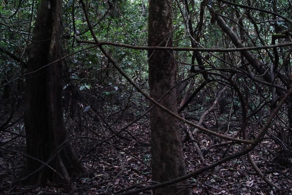 El proyecto inmersivo 'Hyper-Rainforest' propone un diálogo sonoro que surge a partir de grabaciones ambientales.