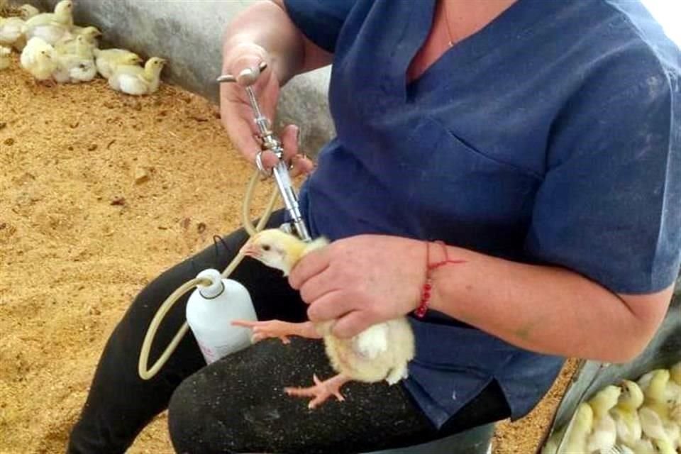 Aves de postura, progenitoras y reproductoras serán vacunadas en el estado como medida preventiva a la influenza aviar AH5N1.