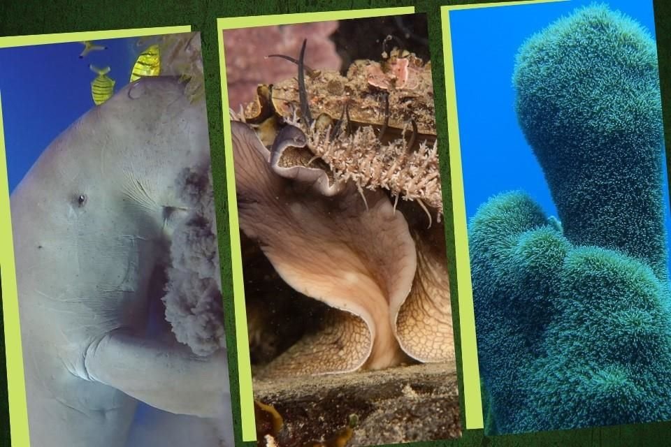Abulones, dugongos y coral pilar son algunas de las especies marinas amenazadas por actividades humanas insostenibles, señala UICN.