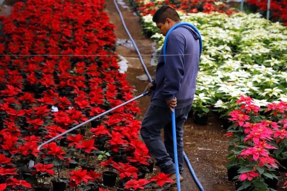 Conseguir el rojo intenso que se aprecia a finales de año es una labor que empieza en abril en el Invernadero San Marcos.