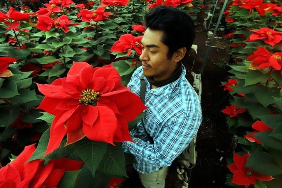 En Xochimilco, más de 600 chinampas se dedican a la siembra y cosecha de la nochebuena, considerada la flor nacional de México