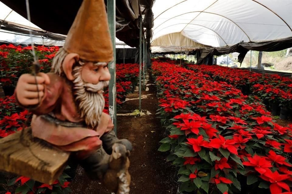 En Xochimilco, más de 600 chinampas se dedican a la siembra y cosecha de la nochebuena, considerada la flor nacional de México