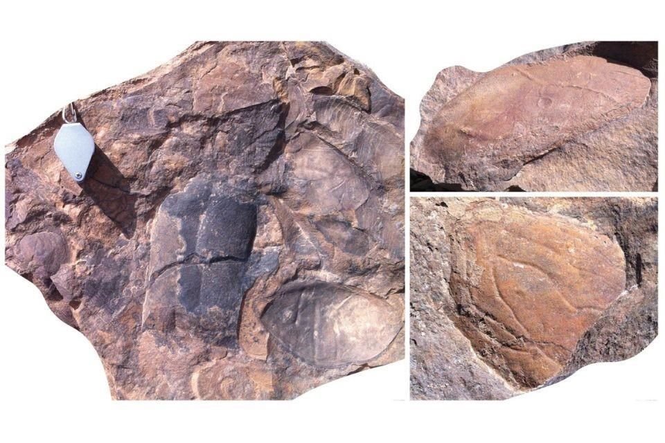 Artrópodos de hasta 2 metros de largo dominaron los mares del planeta hace 470 millones de años, según fósiles descubiertos en Marruecos.