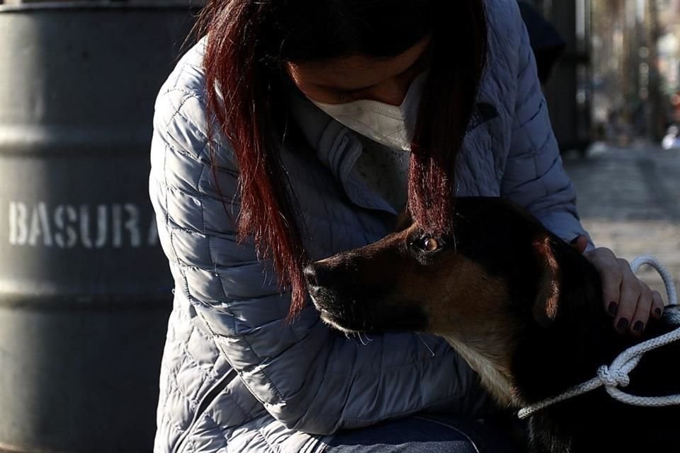 Voluntarios Protectores de Perros acuden como cada año a la Basílica de Guadalupe, para rescatar perros peregrinos.