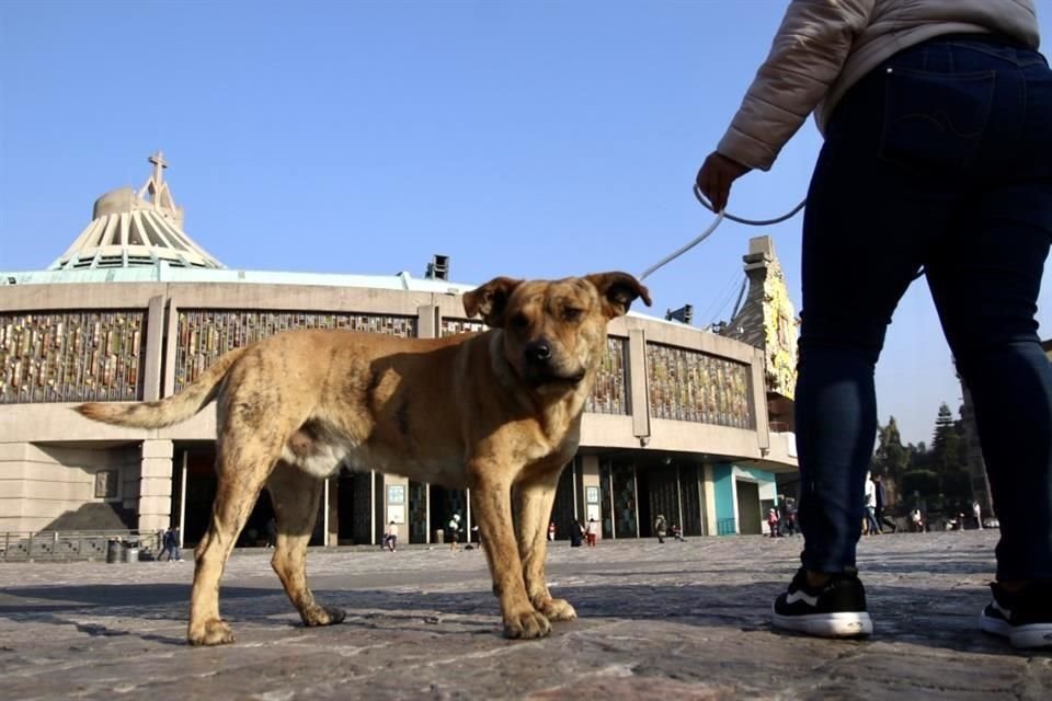 Voluntarios Protectores de Perros acuden como cada año a la Basílica de Guadalupe, para rescatar perros peregrinos.