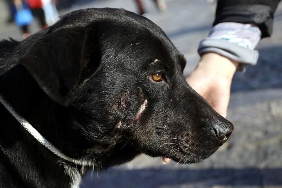 Voluntarios Protectores de Perros acuden como cada año a la Basílica de Guadalupe, para rescatar perros peregrinos.