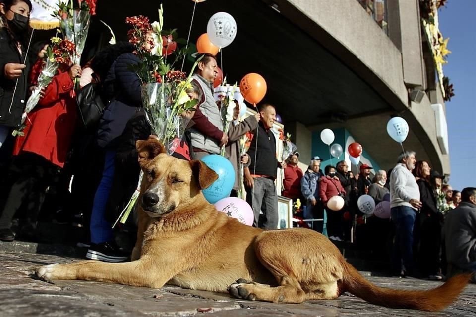 Voluntarios Protectores de Perros acuden como cada año a la Basílica de Guadalupe, para rescatar perros peregrinos.