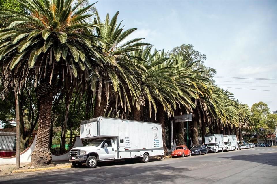 Vecinos documentaron que al menos 48 palmeras tienen la plaga, en zonas como Avenida México o las que se ubican al exterior del Museo Frida Kahlo