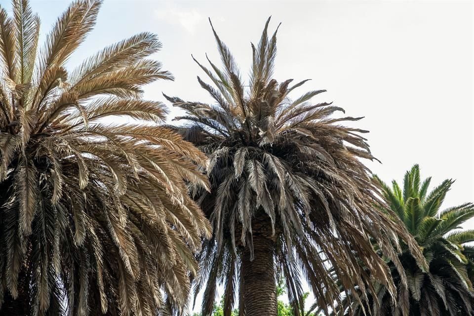 Vecinos del centro de Coyoacán se acercaron a una compañía para que haga un análisis de la plaga que afecta a las palmeras de la zona, incluidas las de Viveros