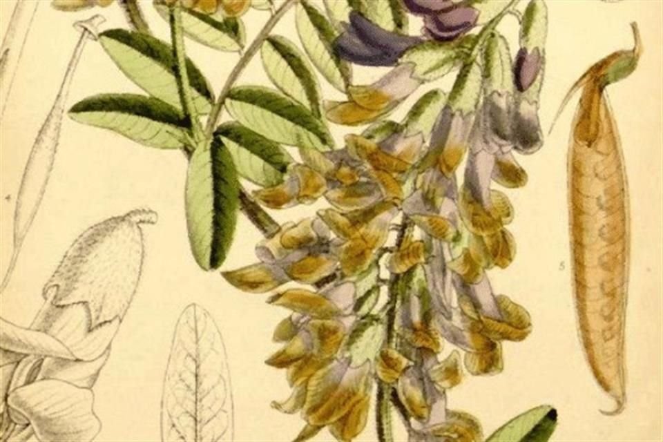Científicos identificaron 160 especies de plantas consideradas extintas como candidatas a ser 'resucitadas' gracias a sus semillas.