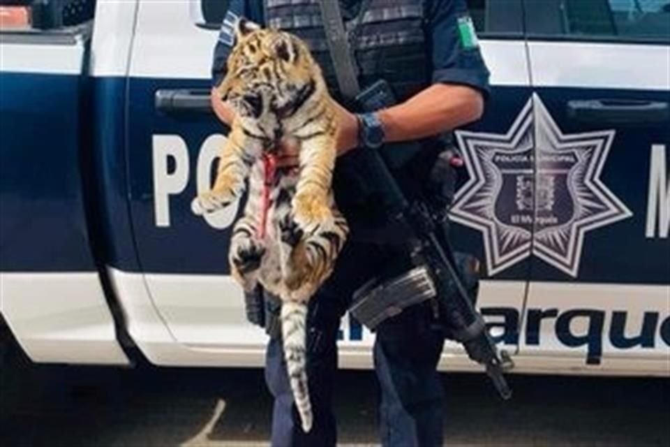 Autoridades de El Marqués, Querétaro, detuvieron a 2 personas que transportaban armas de fuego, cartuchos útiles y un tigre de bengala.