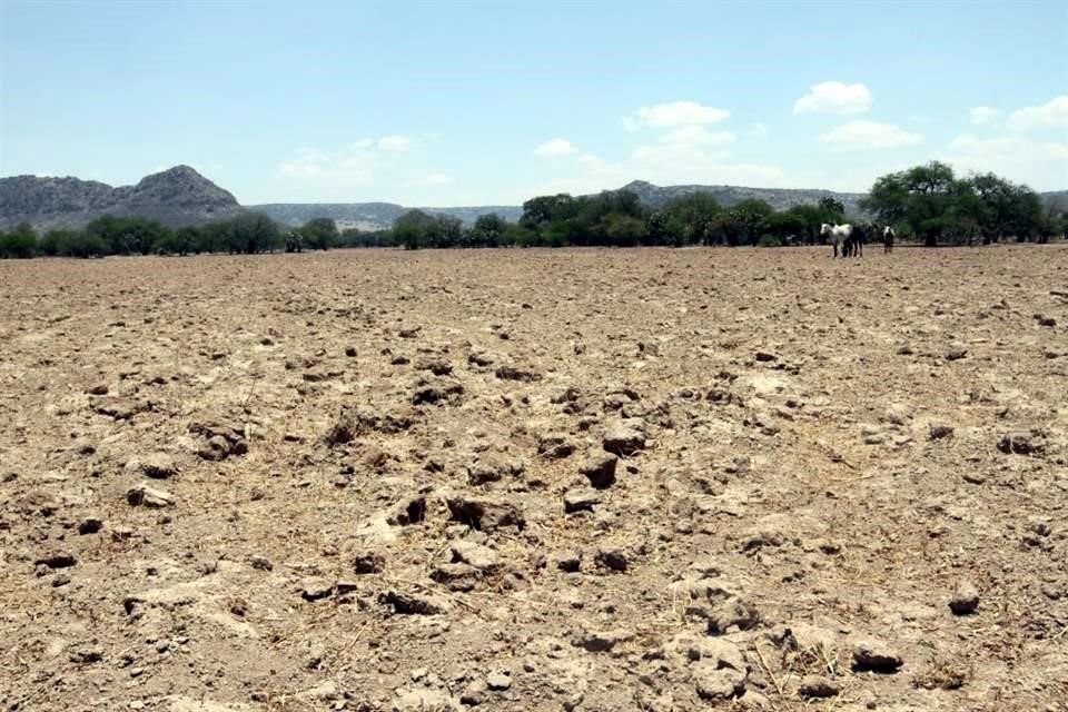En 64 Municipios de Jalisco, la sequía es moderada y en 58 ya es severa.