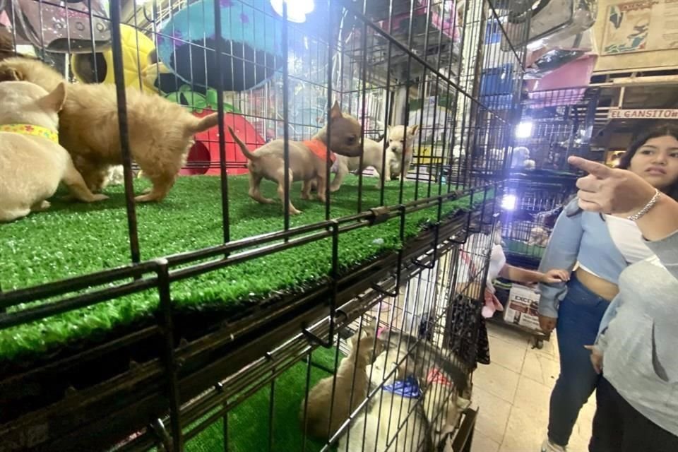 Cachorros son ofertados en el Mercado de Sonora, a pesar de las recomendaciones de autoridades para evitarlo.