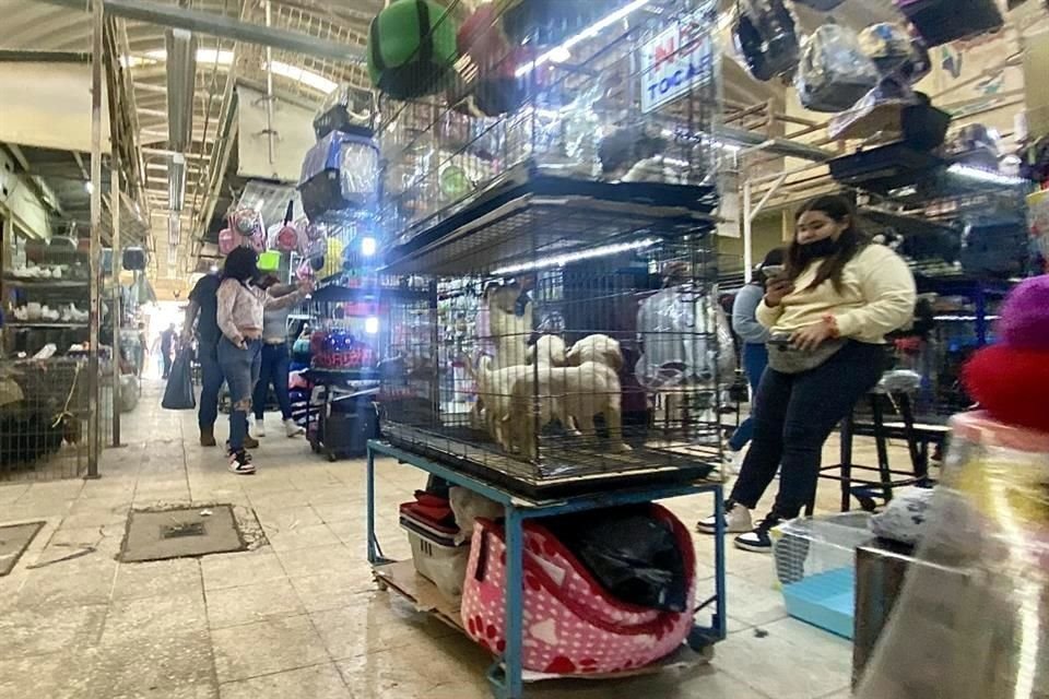 Cachorros son ofertados en el Mercado de Sonora, a pesar de las recomendaciones de autoridades para evitarlo.