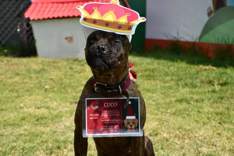 Durante tres semanas, 21 canes recibieron cartas de niños y niñas, quienes en su mayoría, además de pedir algún juguete desearon que se acabe el maltrato y abandono de los animales.