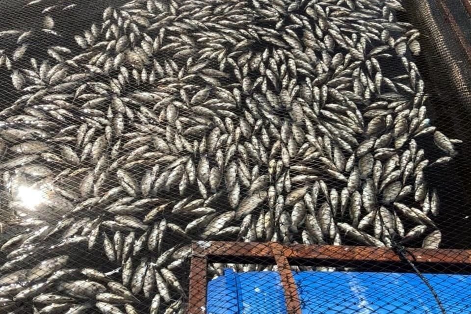 Los peces se habrían quedado sin oxígeno por mantenerse las compuertas de la presa cerradas.