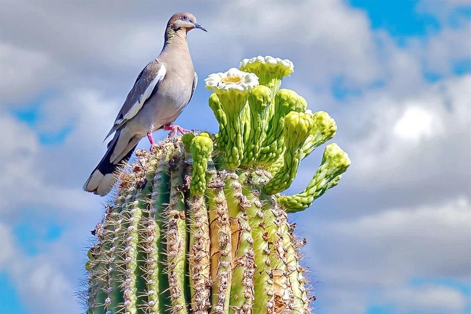 Bellezas en el Jardín Botánico.