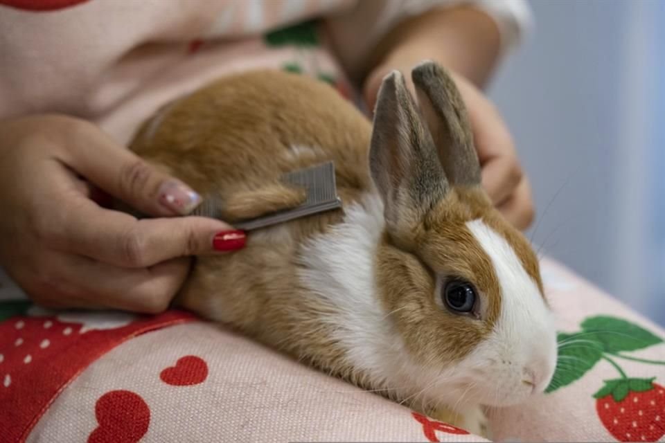 Uno de los servicios que ofrece Bunny Style es el cepillado de conejos.