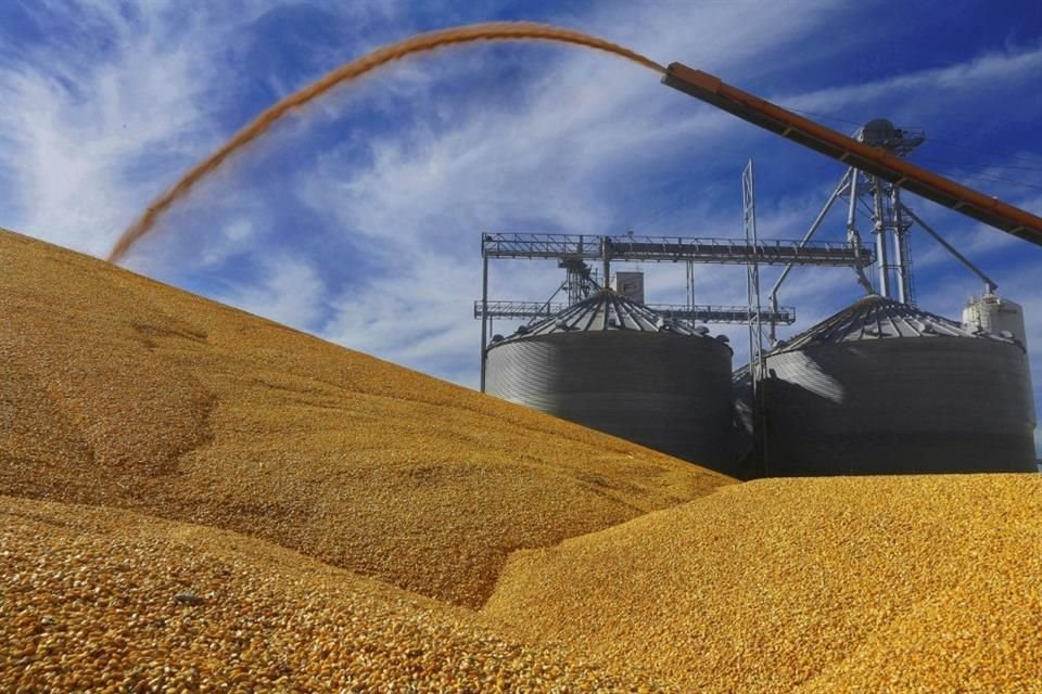 Entre enero y noviembre, las importaciones de maíz alcanzaron un volumen de 18.2 millones de toneladas, es decir, un aumento de 16.9 por ciento anual.