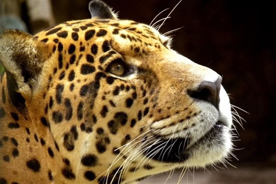 Dientes y pieles de jaguar son algunas partes de este animal en peligro de extincin traficadas en lnea en Mxico.