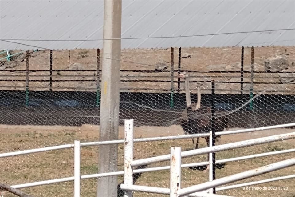 Los elementos de la Sedenase encontraban en las inmediaciones del pueblo de Jiquilpan, cuando se enteraron de la existencia de un rancho con animales exóticos.