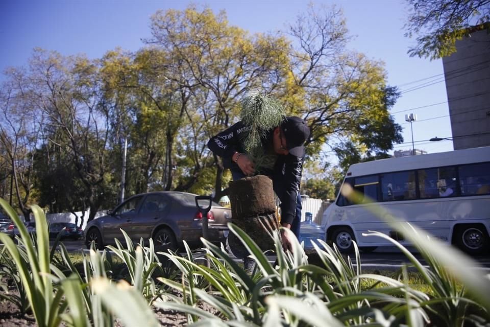 Fueron sembrados 15 árboles endémicos de la región en un camellón próximo a la Alameda Sur, en Coyoacán.