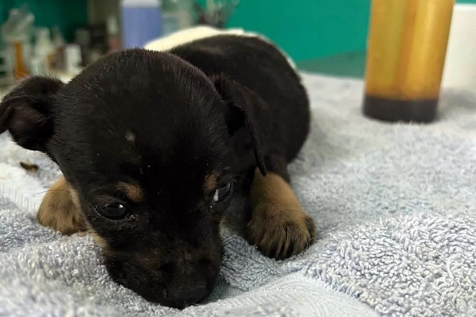 De forma intencional, 'Chicharito', un perrito de 2 meses, fue atropellado en Zapopan; buscan fondos para poder operarlo.