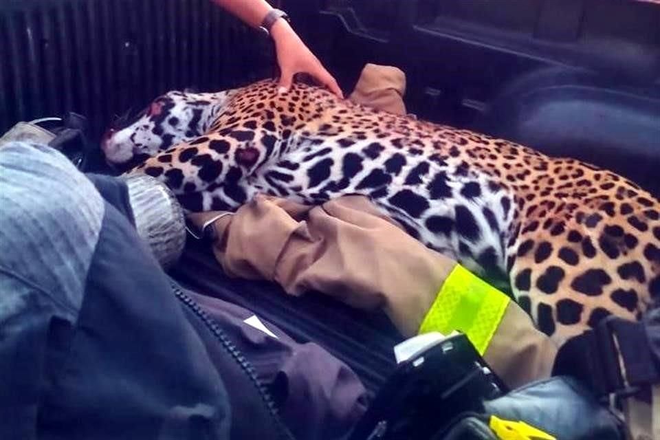 El jaguar estaba a punto de parir.