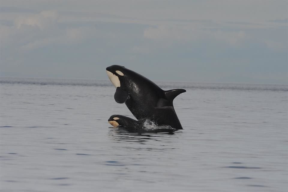 Las orcas madres sacrifican su éxito reproductivo con tal de cuidar a sus hijos incluso cuando ya son adultos, indica estudio.