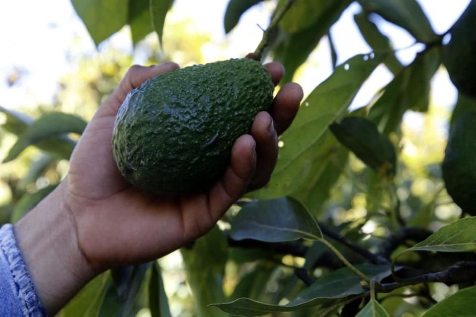 Las exportaciones de aguacate mexicano a Estados Unidos se han disparado un 48 por ciento desde 2019.