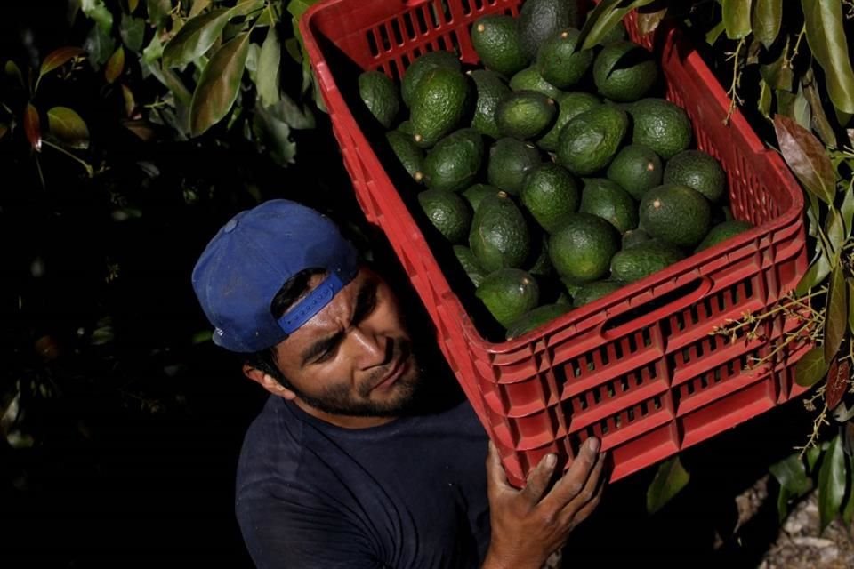 Los aguacates son el principal producto de exportación del sector agropecuario, con una participación de 16.2 por ciento en 2024.