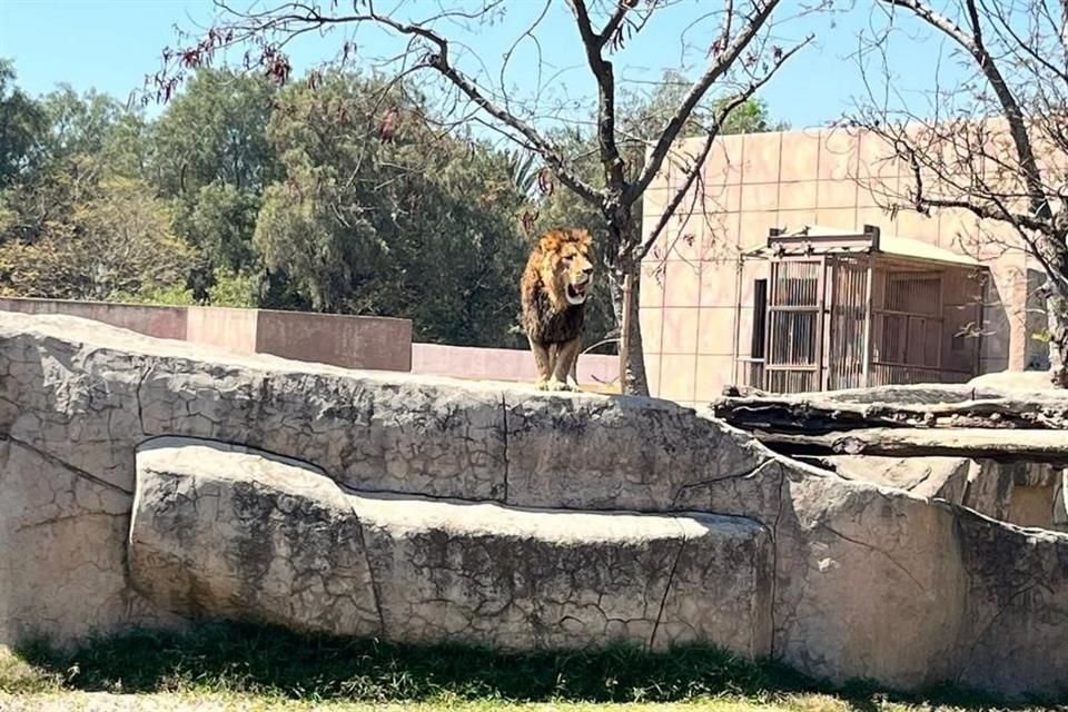 La atención y cuidados que han recibido los 4 leones africanos machos desde que llegaron a este centro de conservación de la vida silvestre ha permitido que se encuentren en mejores condiciones.