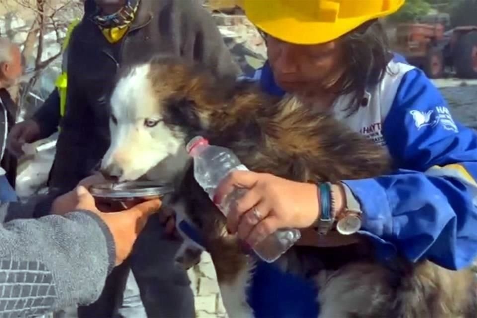 El perrito no tenía lesiones y bebió agua tras ser rescatado por los socorristas.