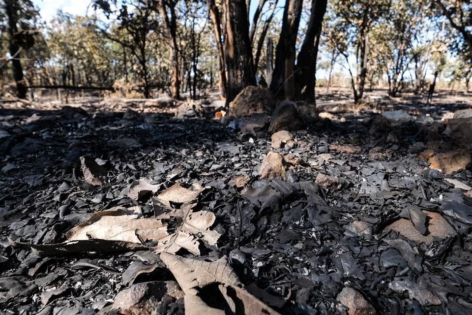 Sólo 2% del incendio en Los Volcanes resultó con daños graves para la flora.