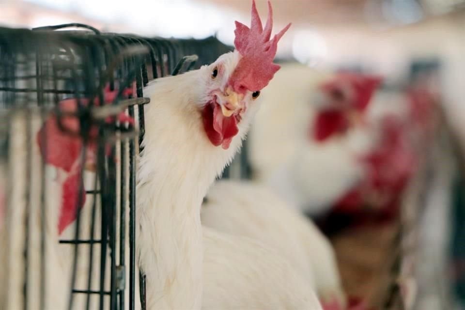 La gripe aviar que azota a EU ha provocado mayores precios del pollo en México, debido a que una quinta parte se compra a ese país.