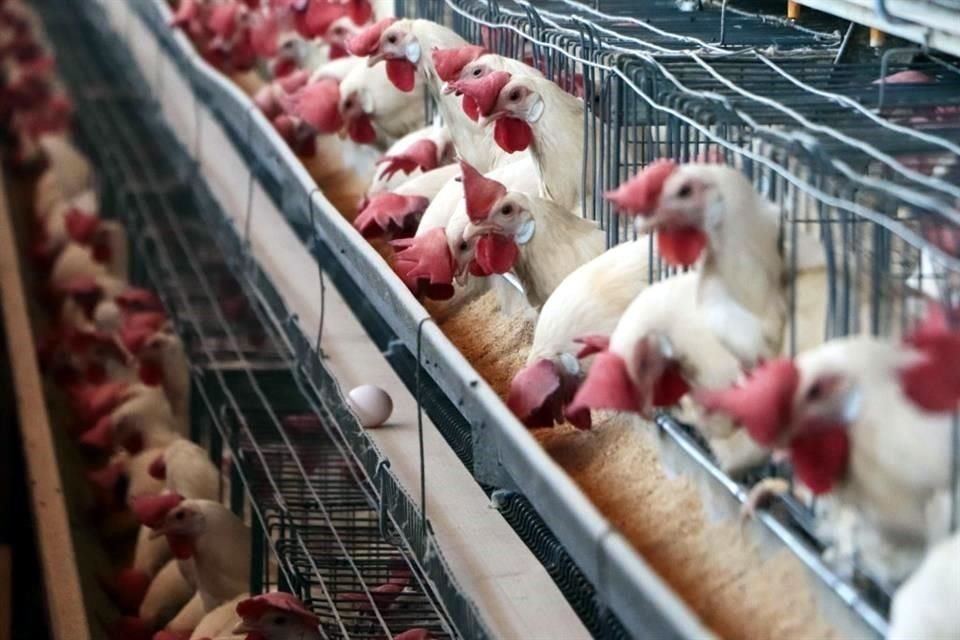 UNA abogará por la urgencia de dejar el libre comercio para la importación de productos como el maíz amarillo.