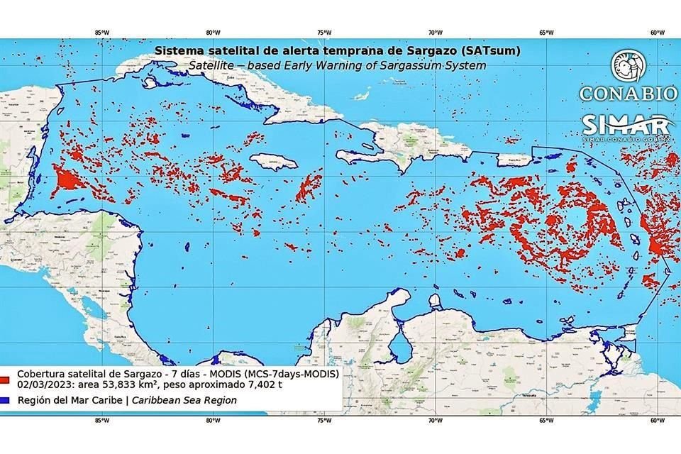 A semanas del inicio de vacaciones de Semana Santa, ya es visible el sargazo en Cozumel, Playa del Carmen, Akumal y Mahahual, Quintana Roo.