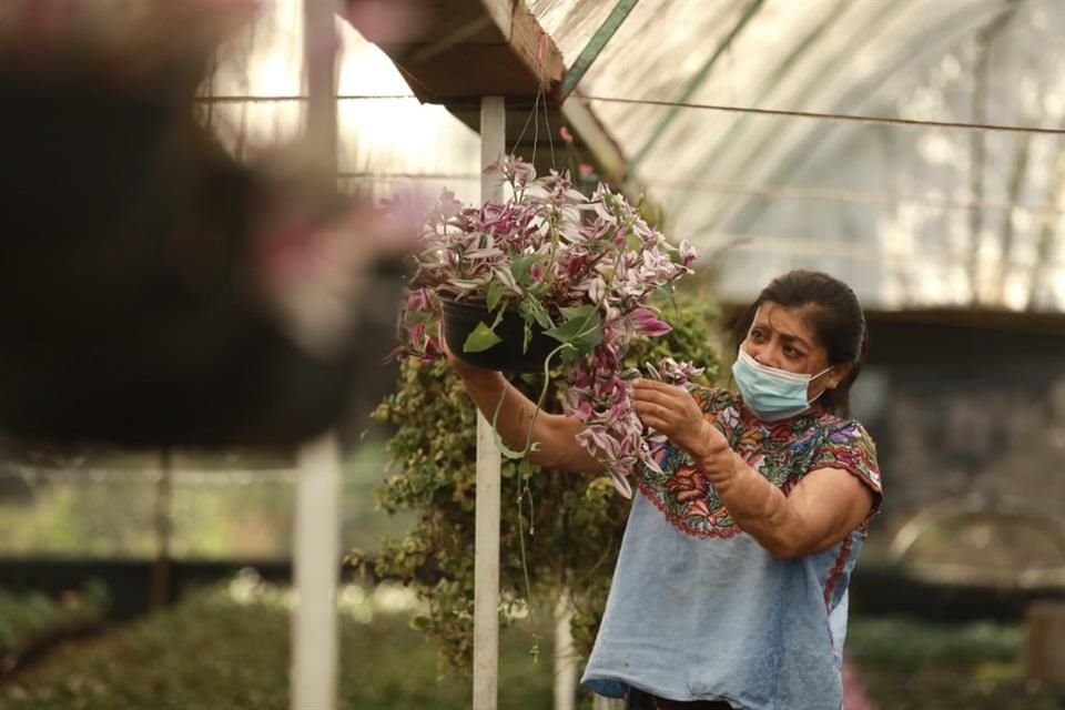'Soy una mujer orgullosamente campesina chinampera, lo traigo desde mis raíces. Mi abuela, mi madre también fueron campesinas y traigo en la sangre sembrar plantas, cultivarlas.